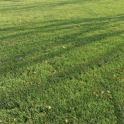Lush Green Grass Lawn With Sunlit Shadows And Scattered Fallen Leaves 3d model