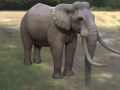 European dwarf elephant Sicily dwarf elephant French ancient rhomboid elephant French Asian elephant wild animal model