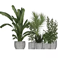Potted Bonsai Plants With Various Green Foliage In White Planters Modern Minimalist Indoor Decor