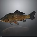 Brown Freshwater Fish With Scaly Texture On Dark Reflective Background