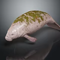 Gentle Manatee Covered in Green Moss With Smooth Gray Skin and Clear Reflection