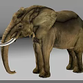 Standing African Elephant On Gray Background With Ivory Tusks And Natural Stance