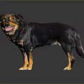 Friendly Black And Brown Dog Standing With Collar Tongue Out On Dark Background