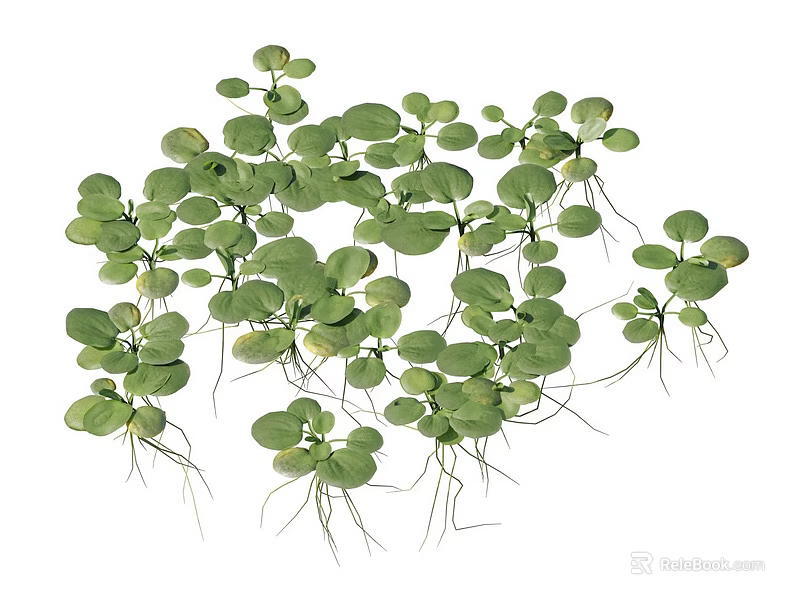 Vibrant Green Seedlings Displaying Lush Fresh Leaves And Delicate White Roots 3d model 