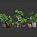Green Monstera Plants With Large Leaves In Various Colored Potted Containers For Home Decor