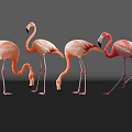 Flamingos As Flying Animals With Pink Feathers And Reflections On Gray Background