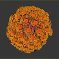 Bright Orange Aquatic Coral with Pink Base and Spherical Flower Shaped Form