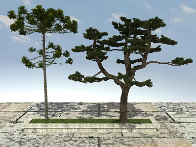 Two Trees with Straight Trunk and Curved Pine on Stone Pavement Green Grass Blue Sky 3d model