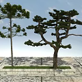Two Trees with Straight Trunk and Curved Pine on Stone Pavement Green Grass Blue Sky