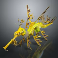 Yellow and Green Sea Dragon With Leaf Like Appendages And Slender Body