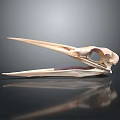 Detailed Anatomical Bird Skull Structure With Hollow Bones And Eye Socket
