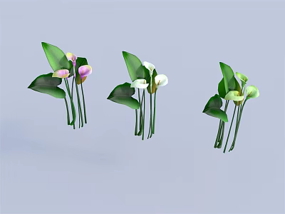 Colorful Calla Lily Plants With Green Leaves On Light Blue Background 3d model