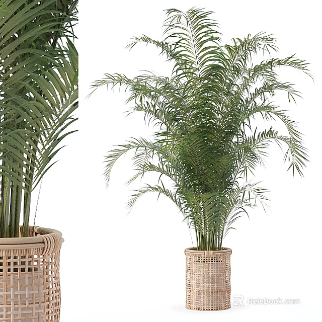 Lush Green Palm Plants in Woven Vase and Basket with Lush Foliage 3d model 