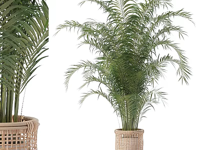 Lush Green Palm Plants in Woven Vase and Basket with Lush Foliage 3d model