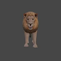 Realistic 3D Lion Model With Detailed Mane Standing On Dark Background