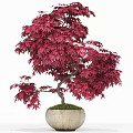 Potted Arbor With Lush Foliage Curved Trunk And Detailed Line Art Style