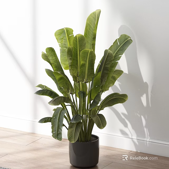 Potted Plant With Large Green Leaves In Black Pot Against White Wall And Wooden Floor 3d model 