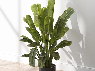 Potted Plant With Large Green Leaves In Black Pot Against White Wall And Wooden Floor 3d model