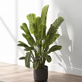 Potted Plant With Large Green Leaves In Black Pot Against White Wall And Wooden Floor