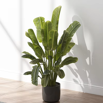 Potted Plant With Large Green Leaves In Black Pot Against White Wall And Wooden Floor 3d model