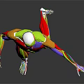Colorful 3D Human Limb Muscle Anatomy Model Displaying Muscular Tissues And Anatomical Structures