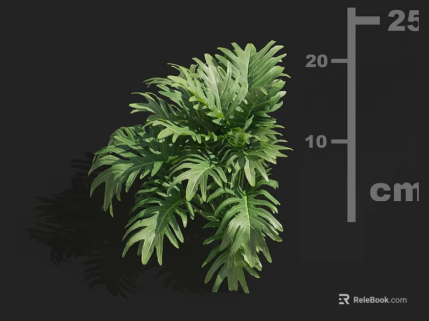Green Plant With Broad Leaves And Clear Veins Showing Height Of 25 Cm 3d model 