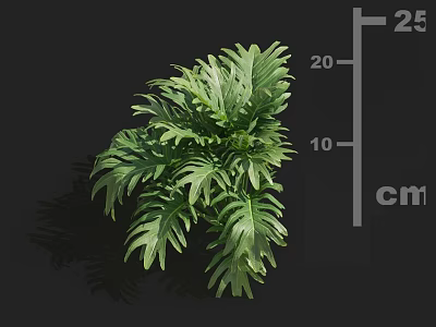 Green Plant With Broad Leaves And Clear Veins Showing Height Of 25 Cm 3d model