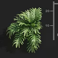Green Plant With Broad Leaves And Clear Veins Showing Height Of 25 Cm