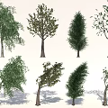 Various Arbor Trees With Different Leaf Shapes And Trunk Structures For Landscaping 3d model