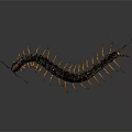 Black Centipede With Multiple Orange Legs And Long Segmented Body On Gray Background 3d model