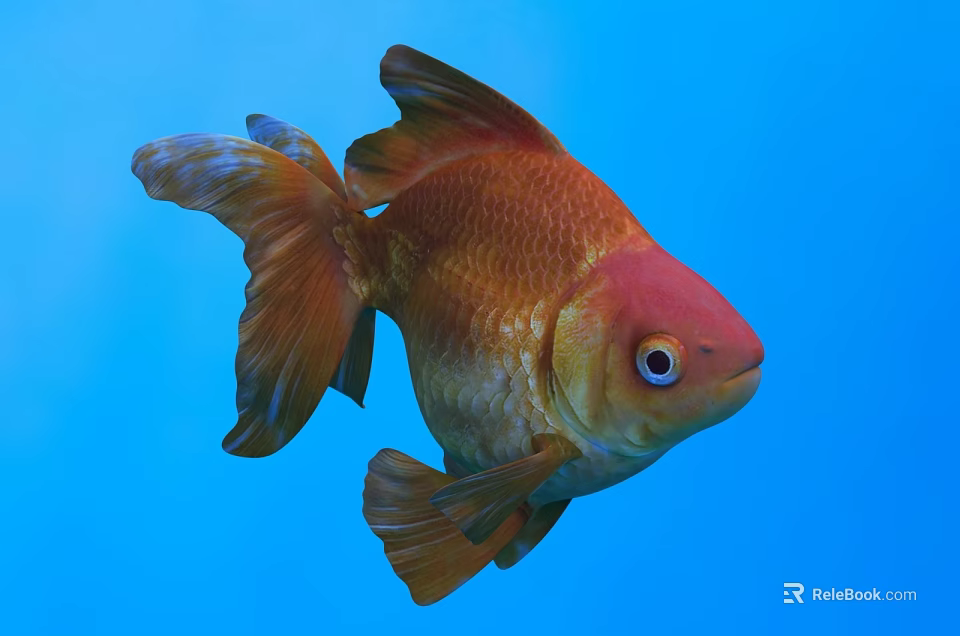 Vibrant Orange and Red Goldfish Swimming in Blue Water with Flowing Tail and Fins 3d model 