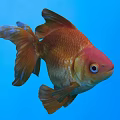 Vibrant Orange and Red Goldfish Swimming in Blue Water with Flowing Tail and Fins