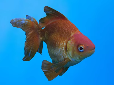 Vibrant Orange and Red Goldfish Swimming in Blue Water with Flowing Tail and Fins 3d model