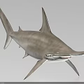 Hammerhead Shark Aquatic Animal With Distinctive Head Shape Sleek Body And Dorsal Fin