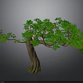 Lush Green Tree With Red Fruits Thick Trunk Exposed Roots On Gray Background