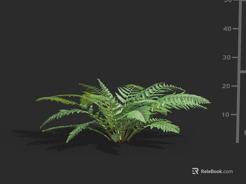 Lush Green Fern Plant With Feathery Leaves For Indoor Natural Decoration 3d model 