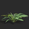Lush Green Fern Plant With Feathery Leaves For Indoor Natural Decoration