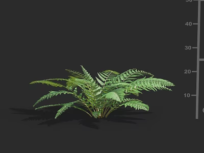 Lush Green Fern Plant With Feathery Leaves For Indoor Natural Decoration 3d model