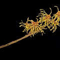 Witch Hazel Plant Branches Displaying Yellow Slender Petals Against Black Background 3d model