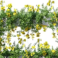 Lush Bonsai Potted Plant With Vibrant Yellow Flowers And Green Vines Against Black Background