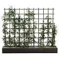 Vertical Green Wall With Grid Structure And Lush Climbing Plants In Concrete Planter