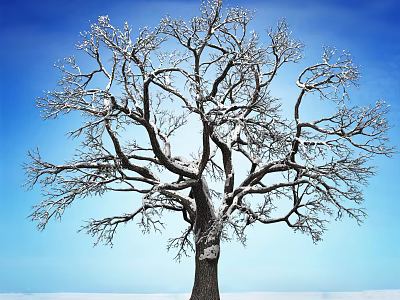 Leafless Deciduous Tree With Snow Covered Branches Against Blue Sky and Snowy Ground 3d model