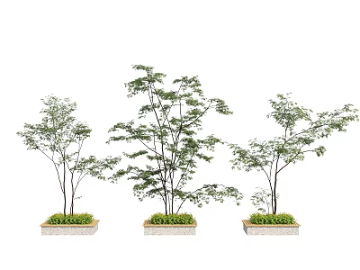 Three Trees Planted in Square Tree Planters With Green Plants and Lush Foliage 3d model