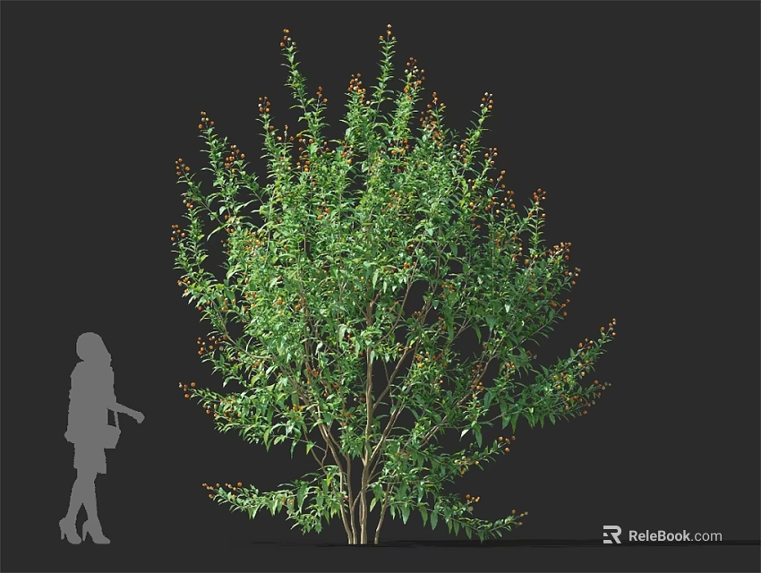 Leafy Green Shrub With Small Red Berries And Human Silhouette Size Reference 3d model 