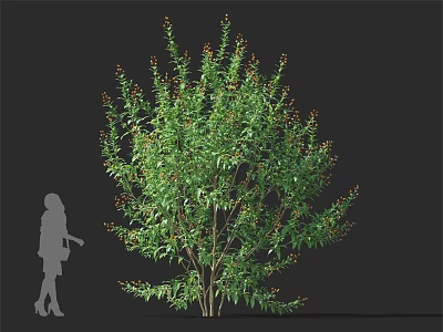 Leafy Green Shrub With Small Red Berries And Human Silhouette Size Reference 3d model