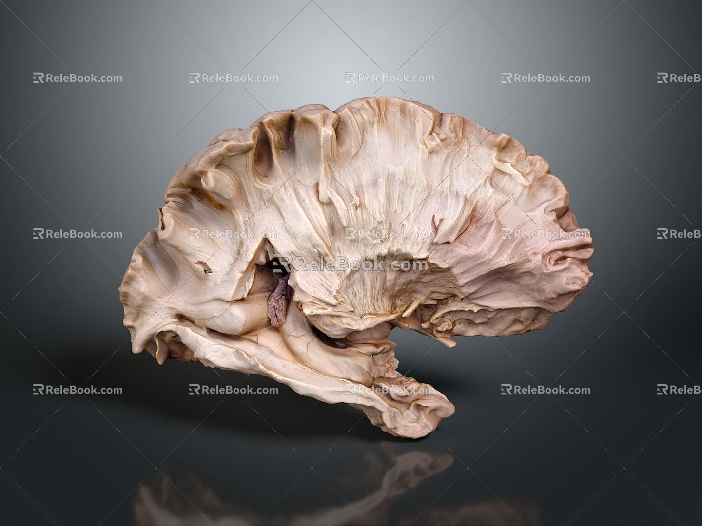 Modern hippocampus Human brain Human brain Brain structure 3d model