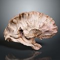 Modern hippocampus Human brain Human brain Brain structure 3d model