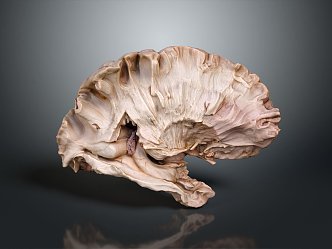 Modern hippocampus Human brain Human brain Brain structure 3d model