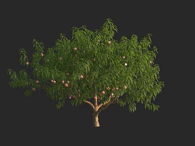 Lush Fruit Tree With Dense Green Leaves And Plentiful Ripe Fruits 3d model