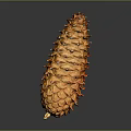 Detailed Natural Orange Pine Cone on Dark Background with Shiny Reflective Surface